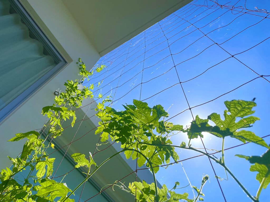 ゴーヤーネット