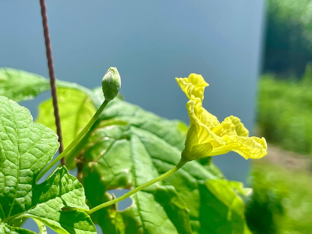 ゴーヤーの花