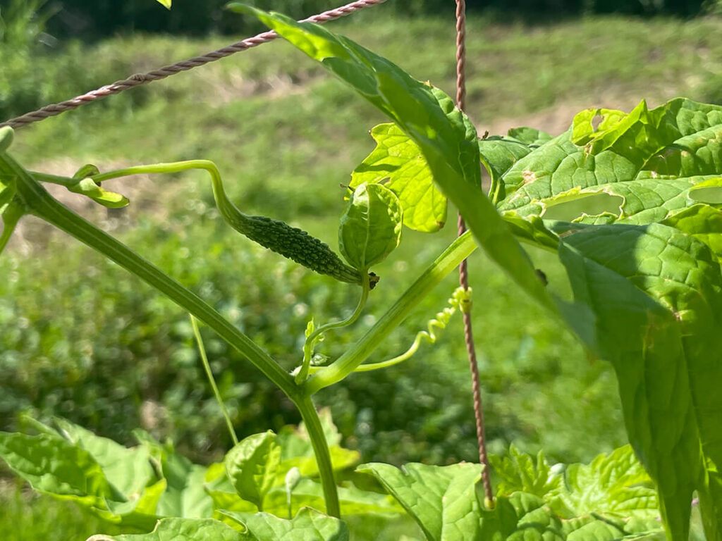 ゴーヤーの実
