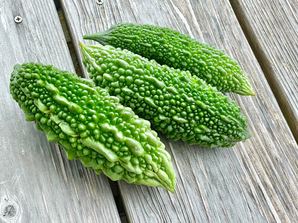 わがやのゴーヤー