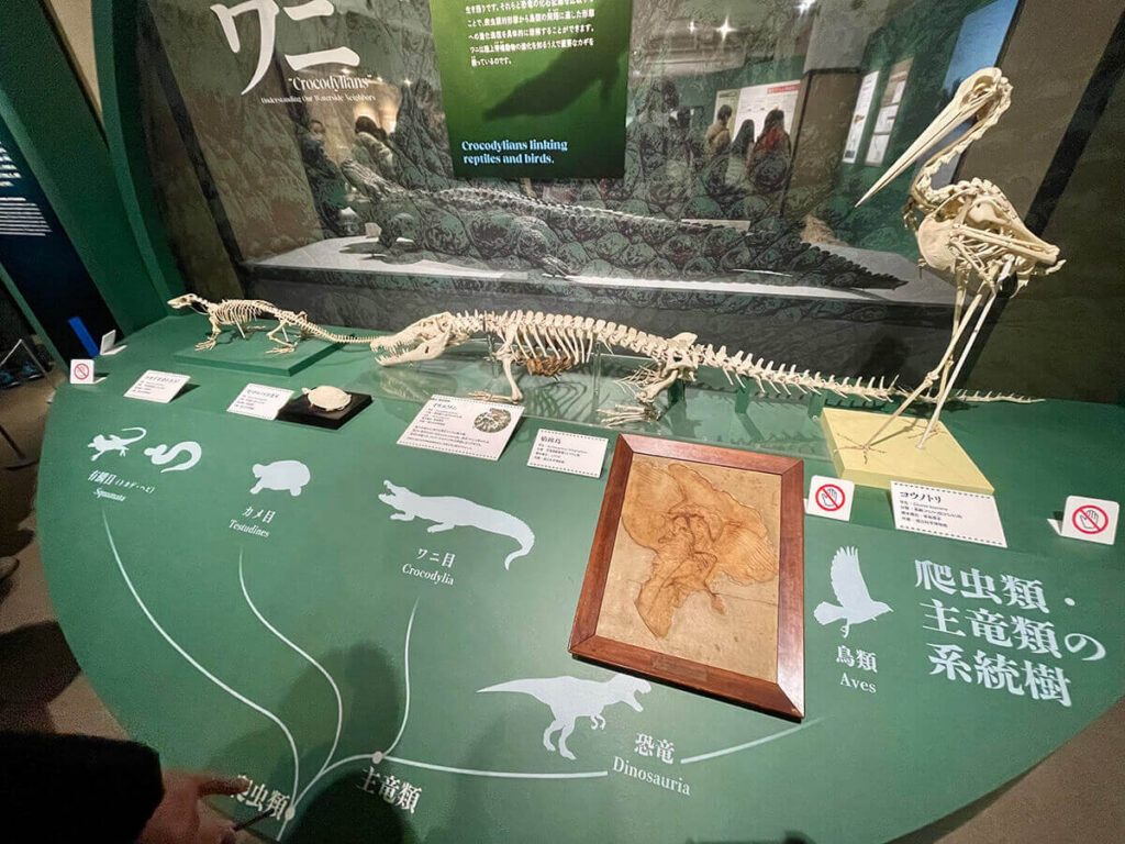 爬虫類・主竜類の系統樹