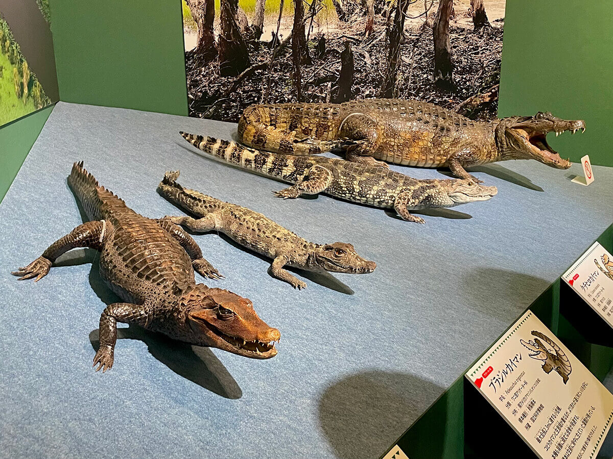 東京遠征】ワニ展すごかった！上野 国立科学博物館