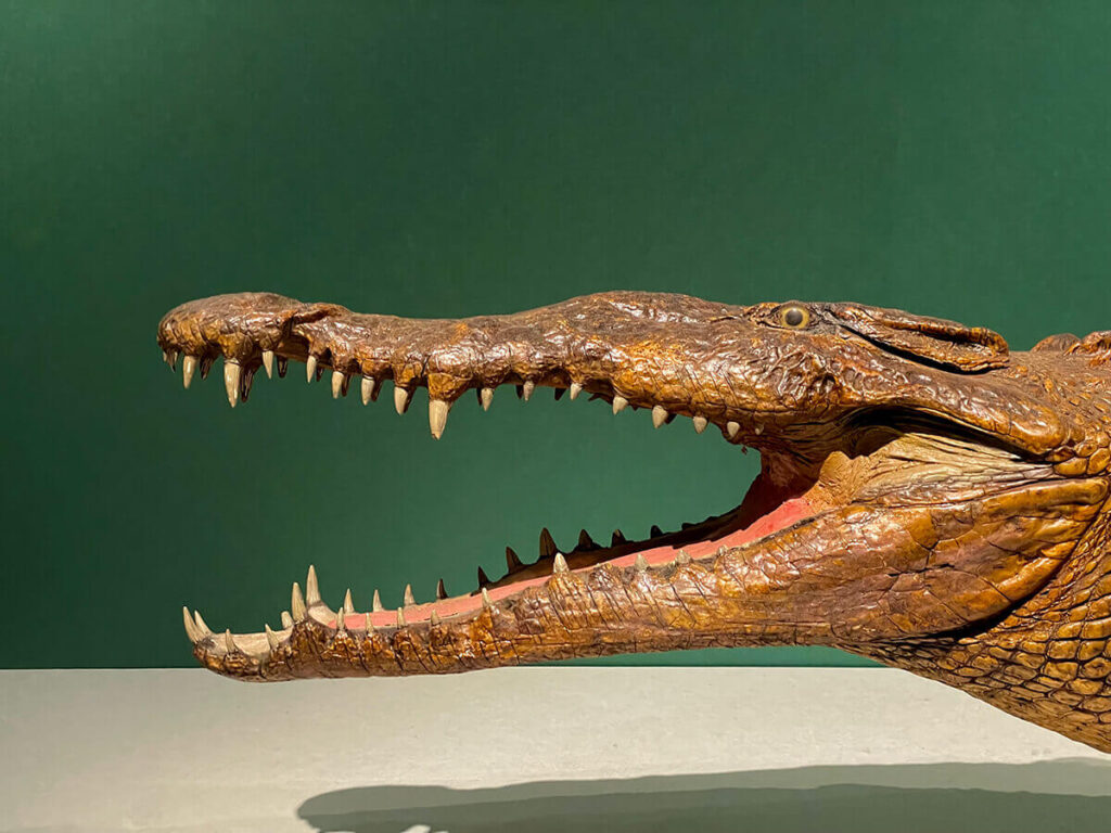ワニの顎