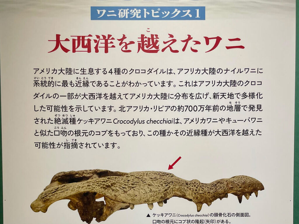 大西洋をこえるワニ