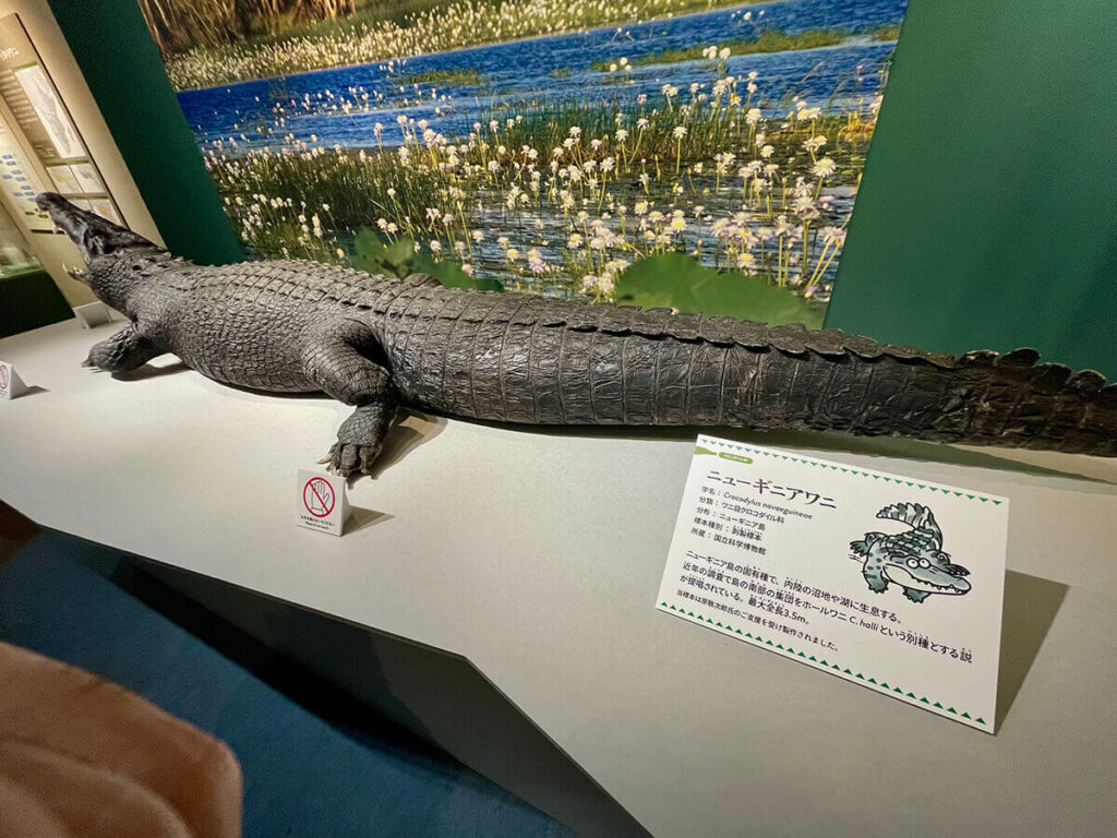 ニューギニアワニ