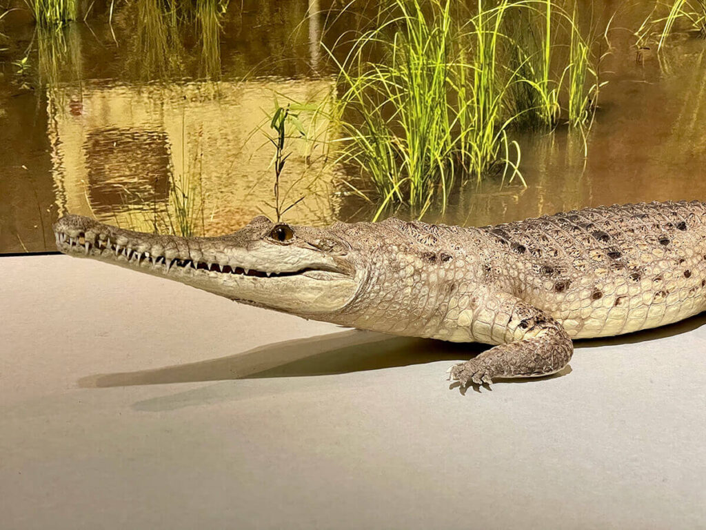 オーストラリアワニ