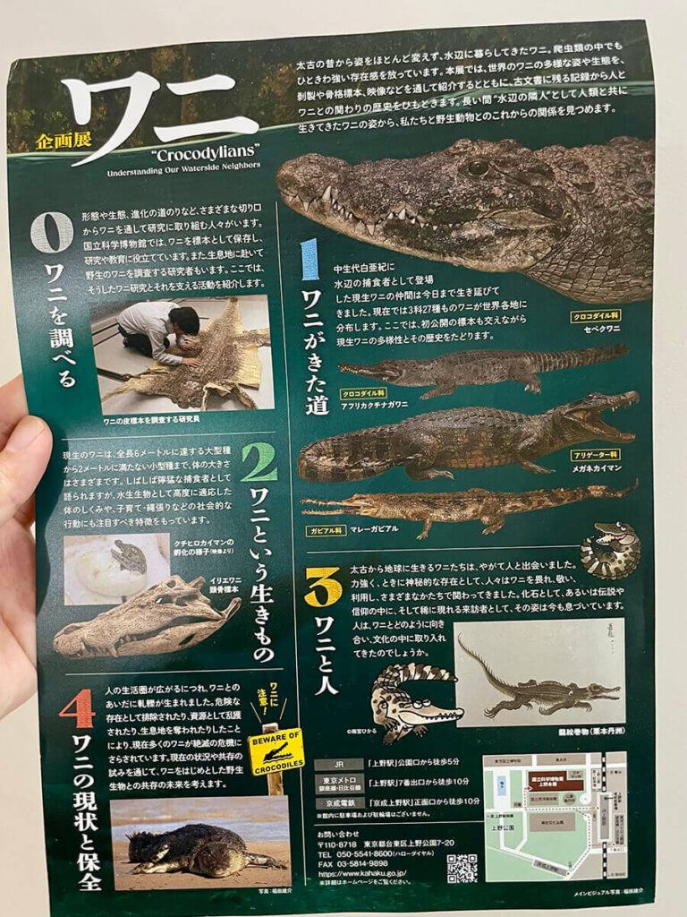 ワニ展フライヤー裏面