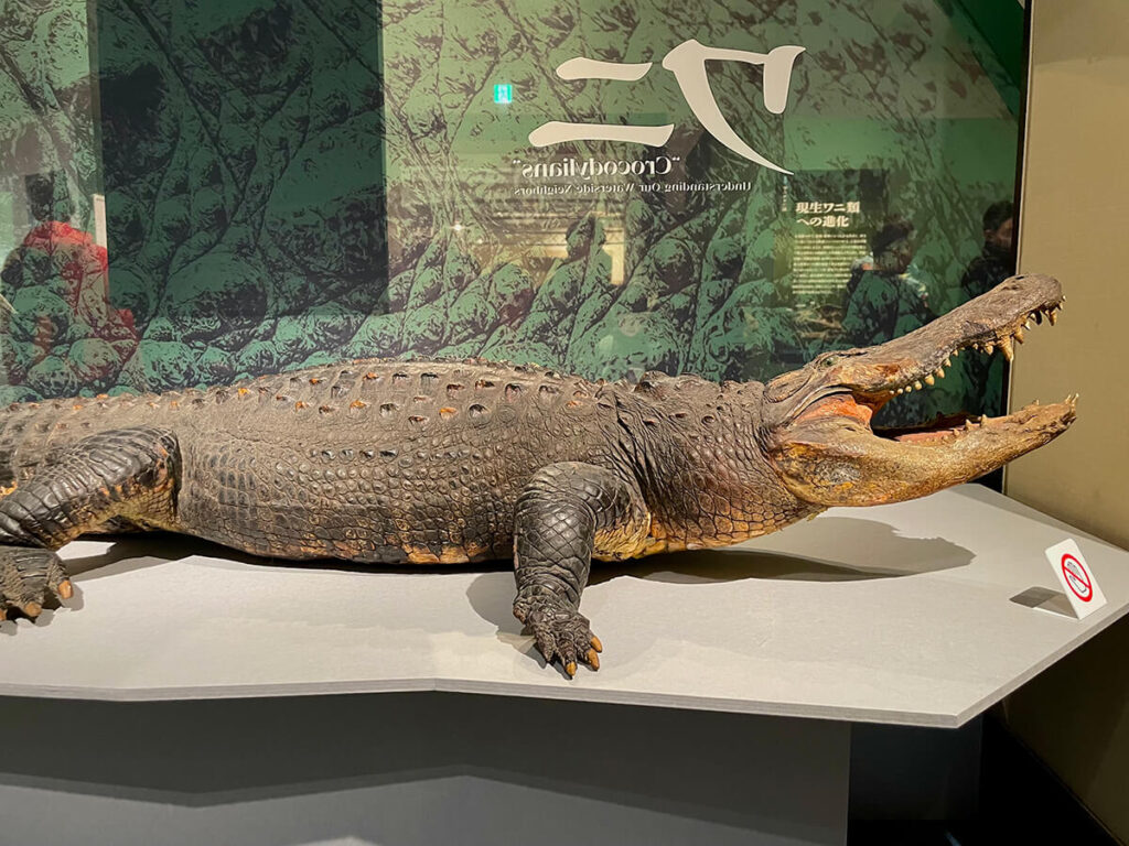 アメリカアリゲーター