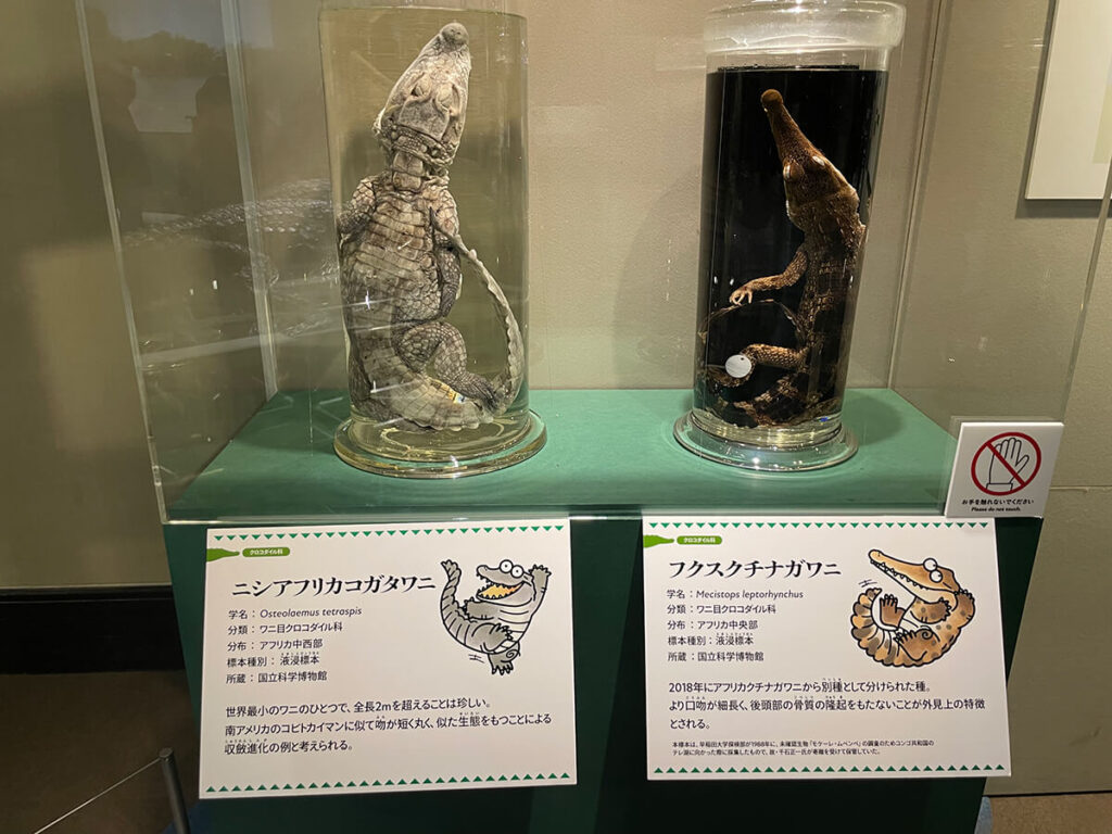 ワニの標本