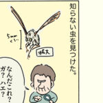 知らない虫