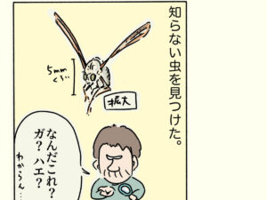 知らない虫
