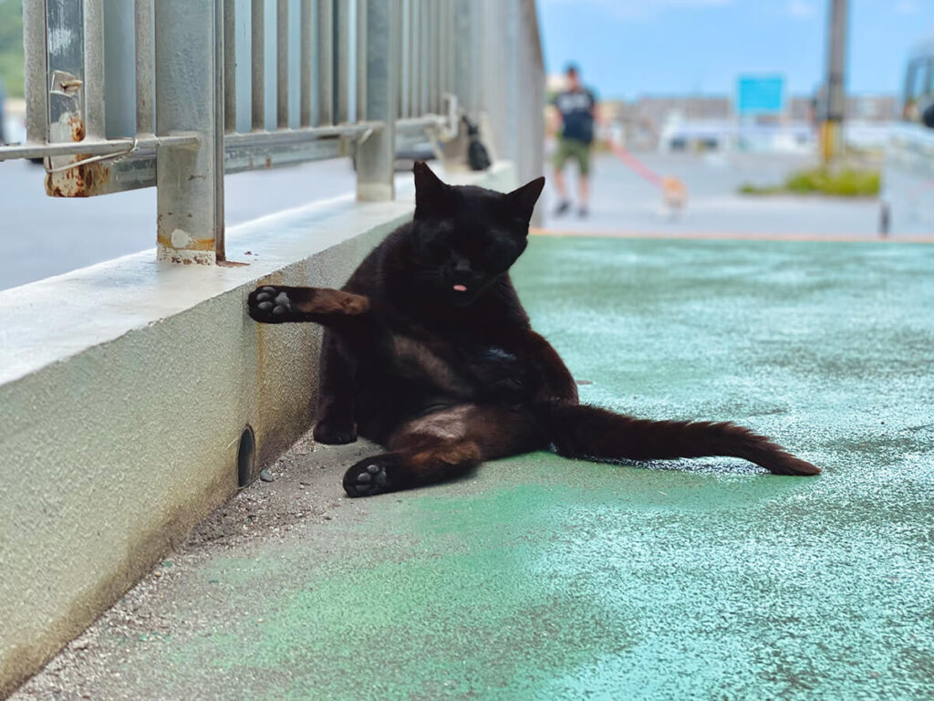 島猫