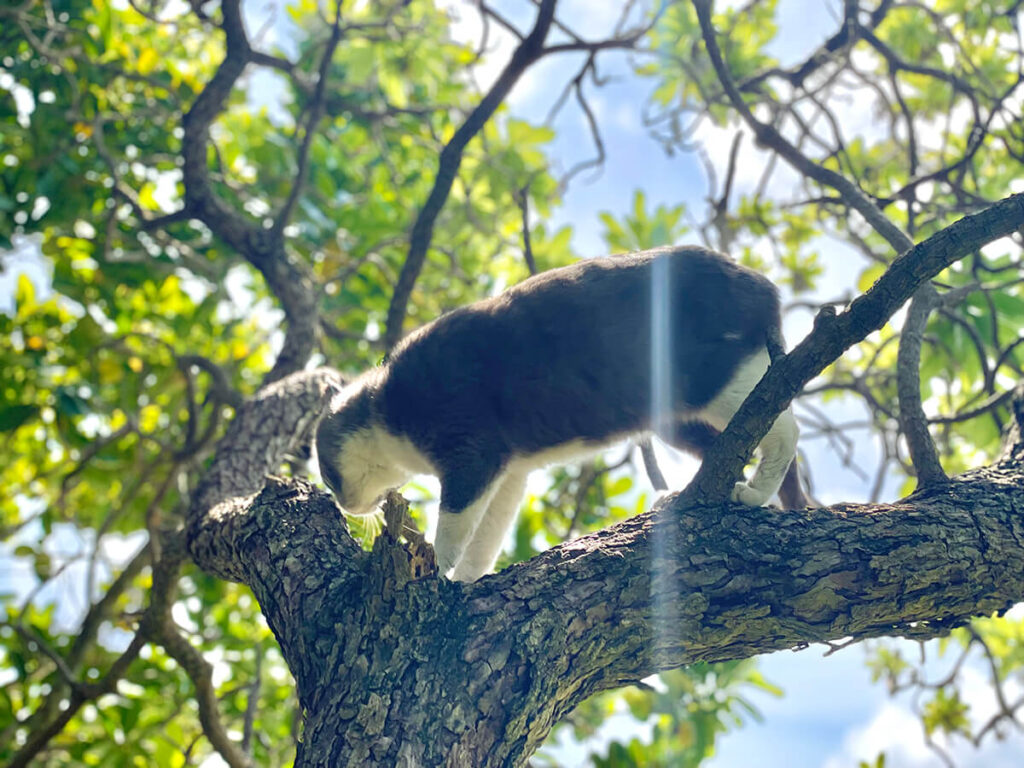 木登り猫