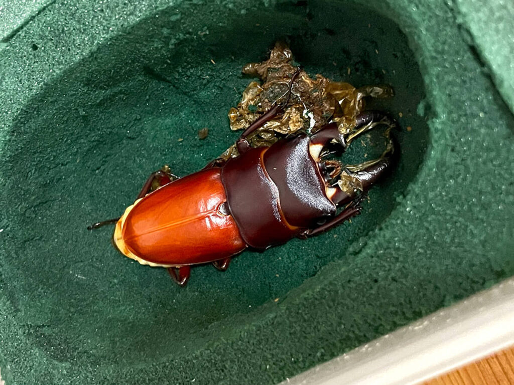 羽化