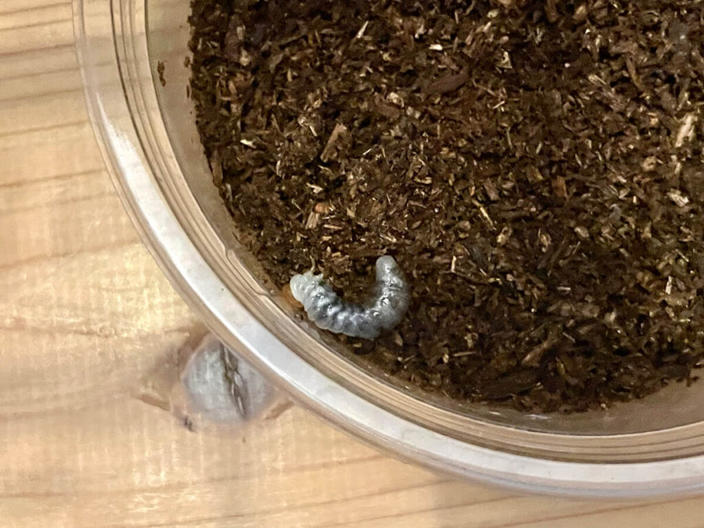 初令幼虫