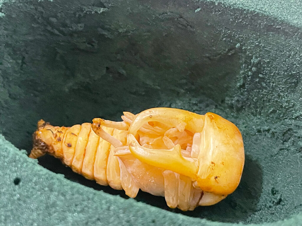 オキナワヒラタの蛹