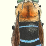 アオスジコシブトハナバチ