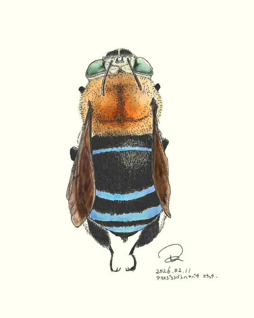アオスジコシブトハナバチ
