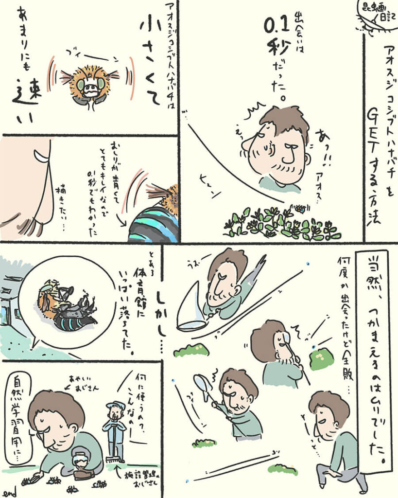 アオスジコシブトハナバチ昆虫画日記。