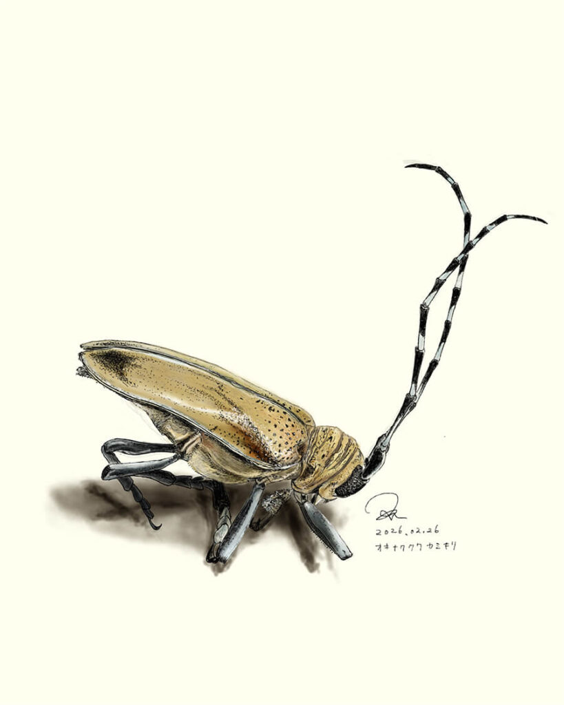 オキナワクワカミキリ