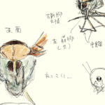 シリアカハネナガウンカ