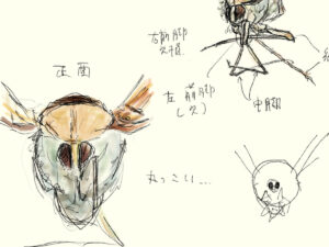 シリアカハネナガウンカ