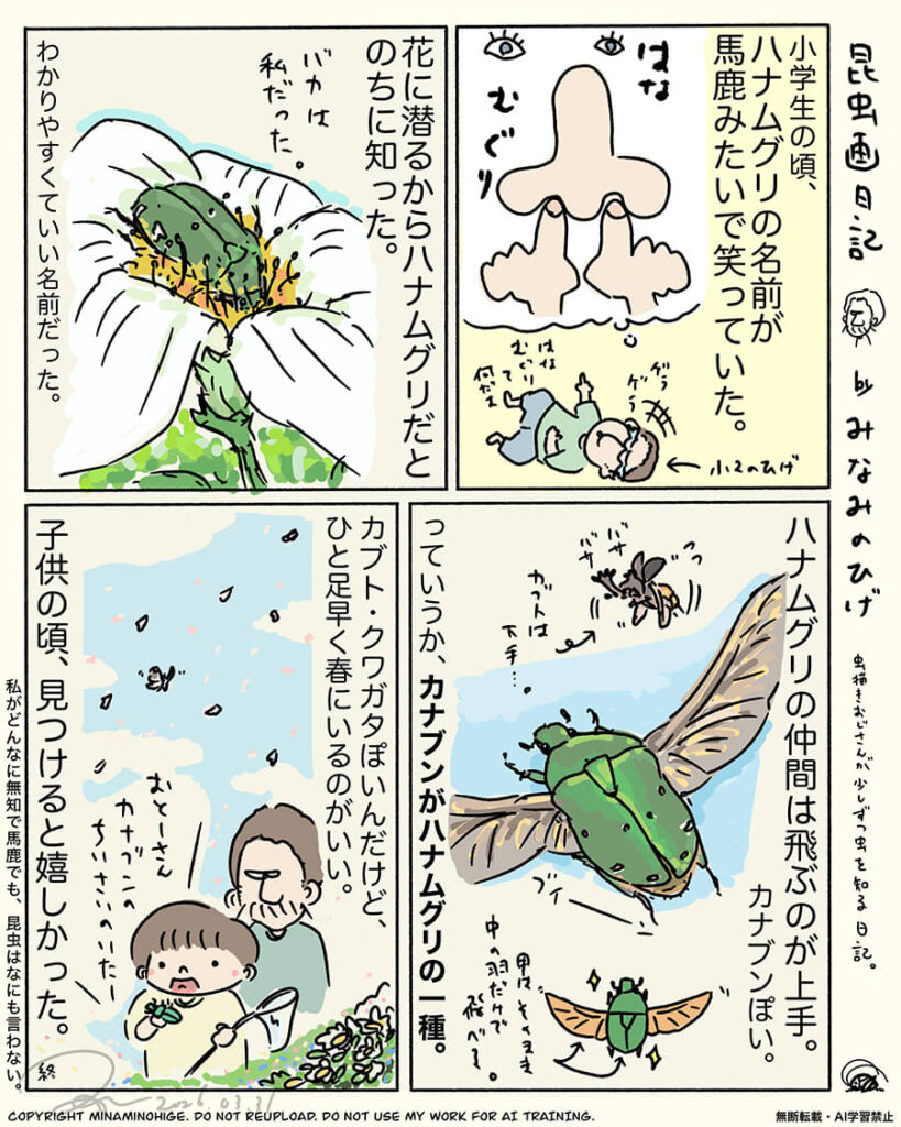 コアオハナムグリ昆虫画日記