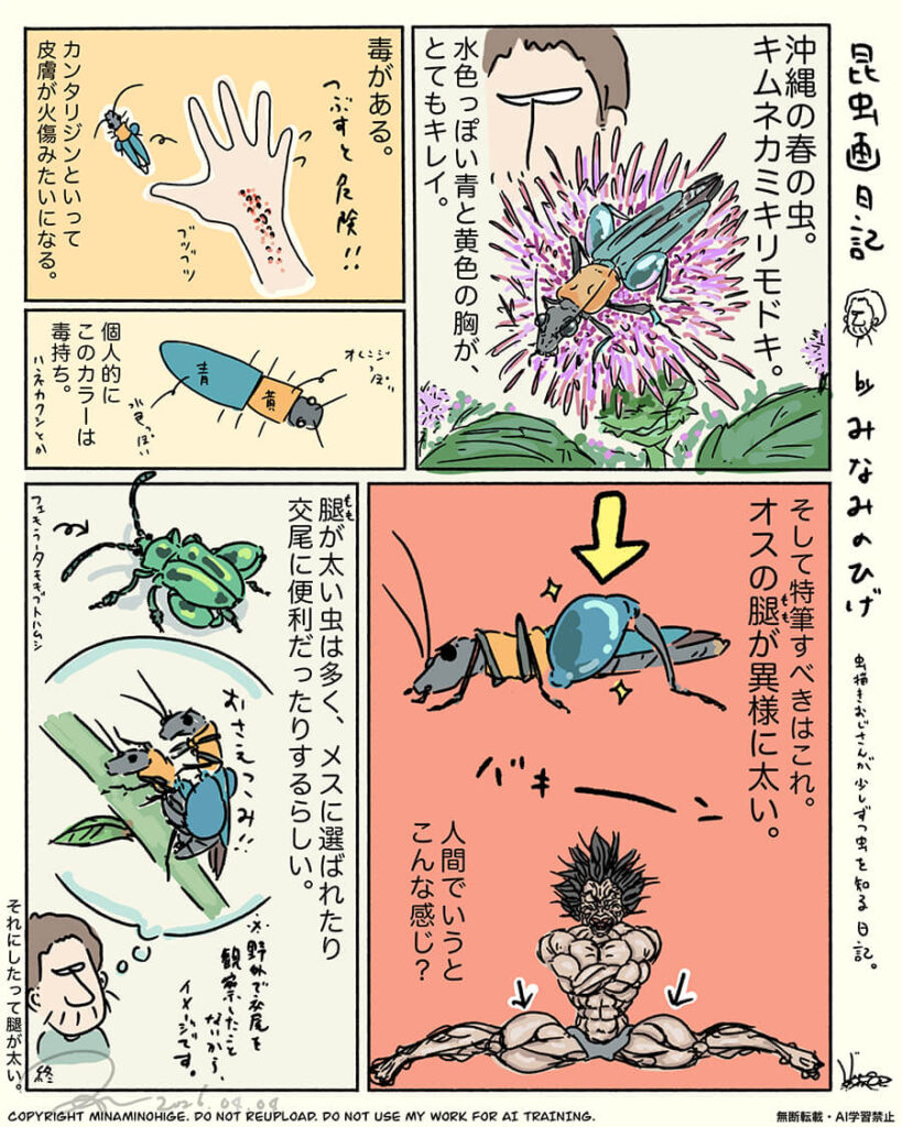 キムネカミキリモドキ昆虫画日記