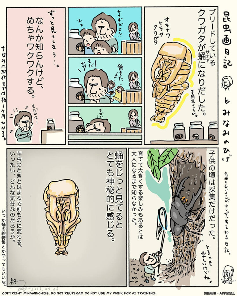 オキナワヒラタクワガタの蛹昆虫画日記