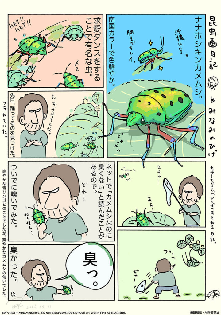 ナナホシキンカメムシ昆虫画日記