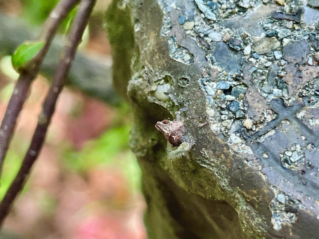 ウンカの幼虫