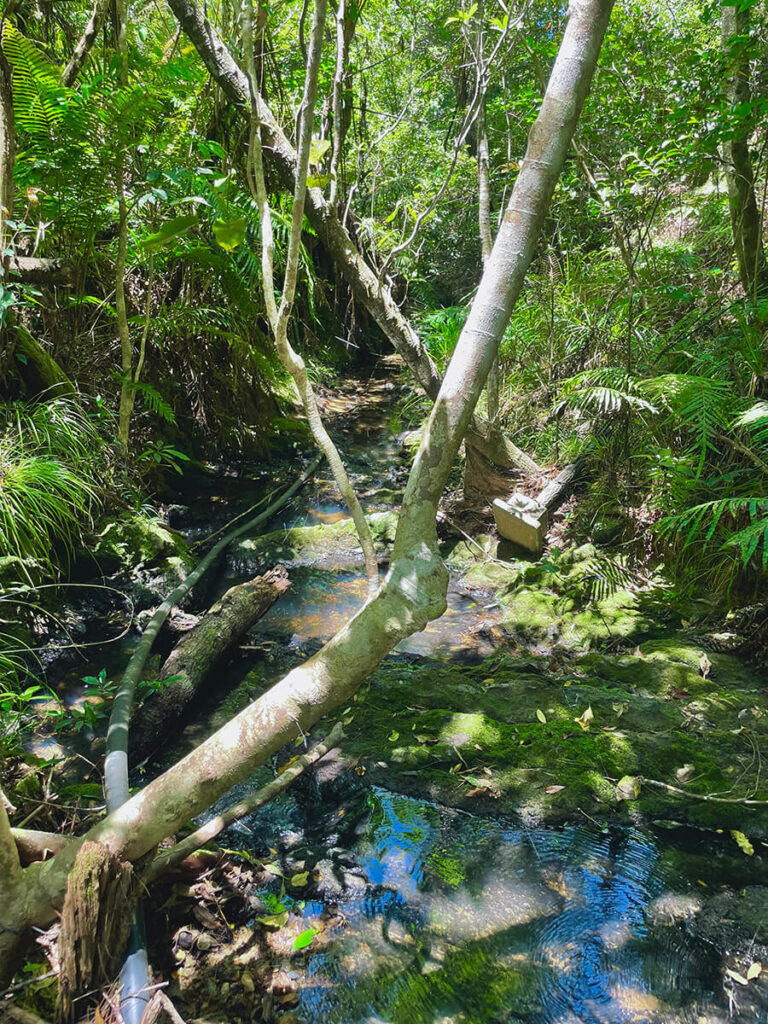 沖縄の渓流
