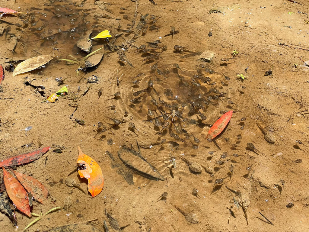 水溜り
