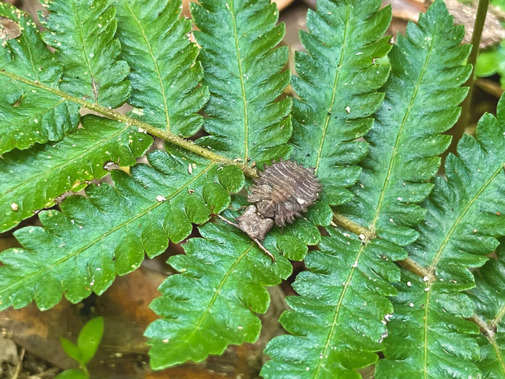 ツノトンボの幼虫