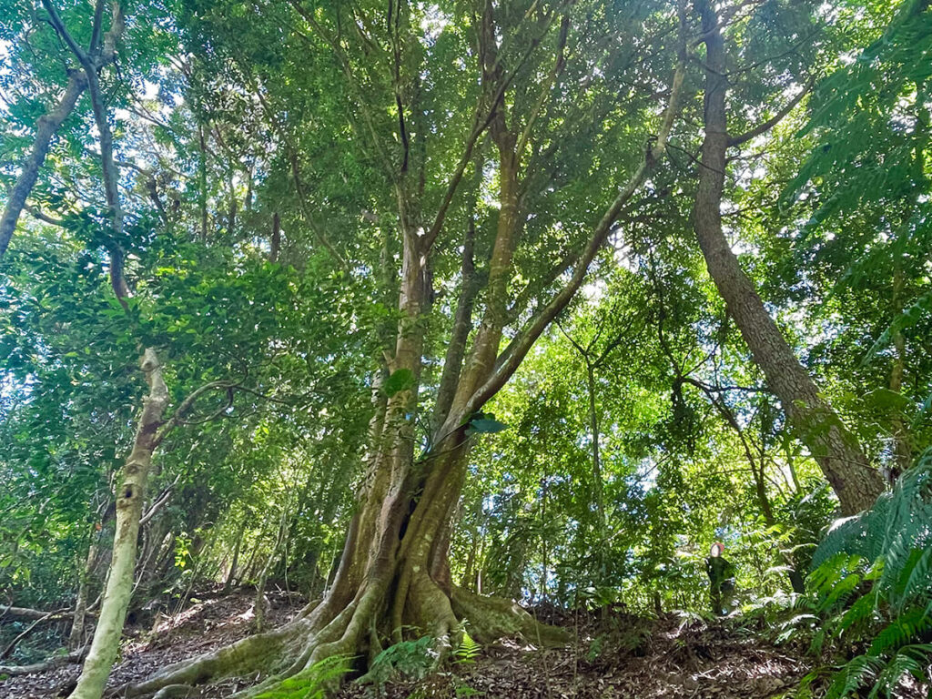 オキナワウラジロガシ