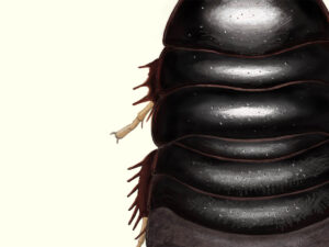 オガサワラゴキブリ