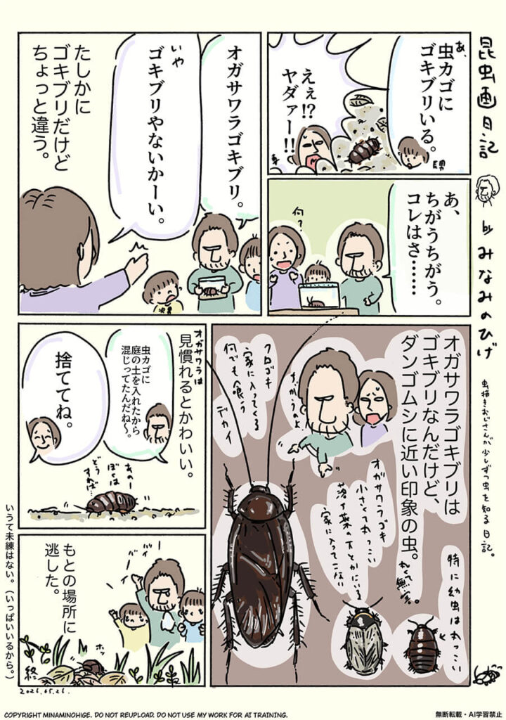 オガサワラゴキブリ昆虫画日記