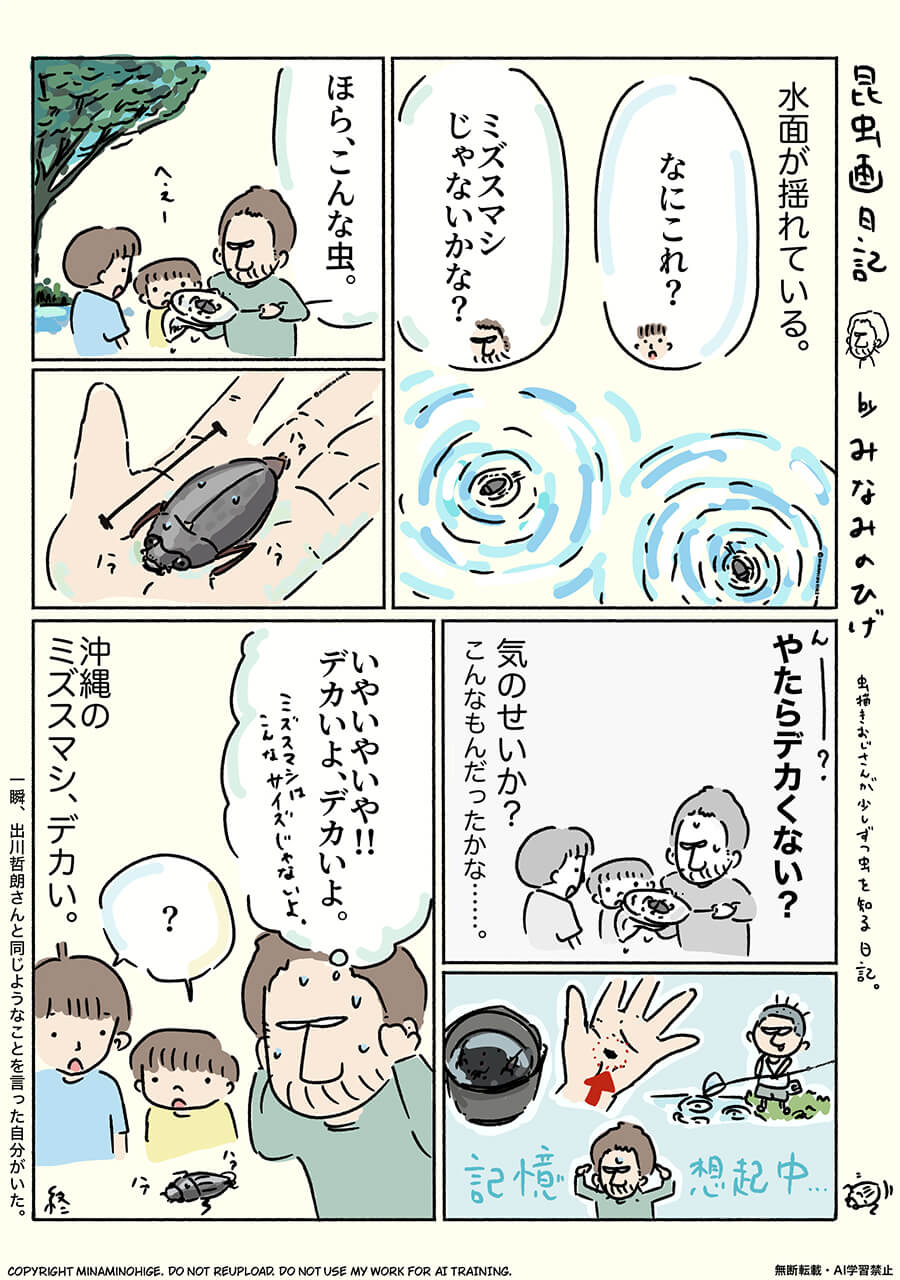 オキナワオオミズスマシ昆虫画日記