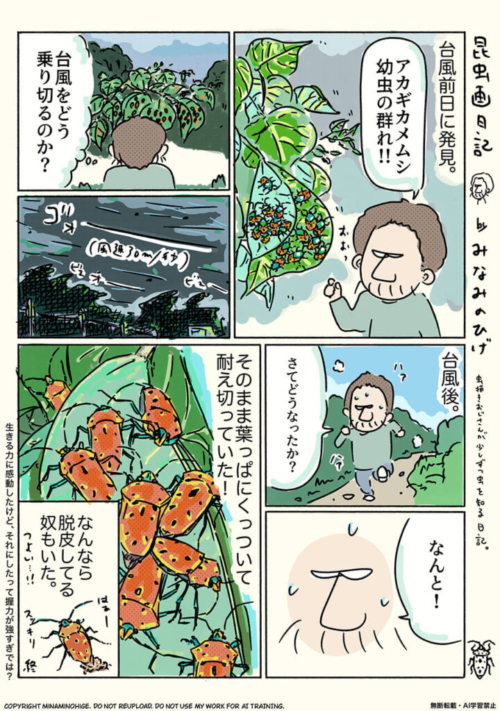 アカギカメムシの昆虫画日記