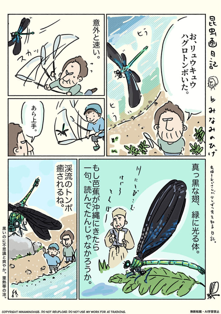 リュウキュウハグロトンボ昆虫画日記
