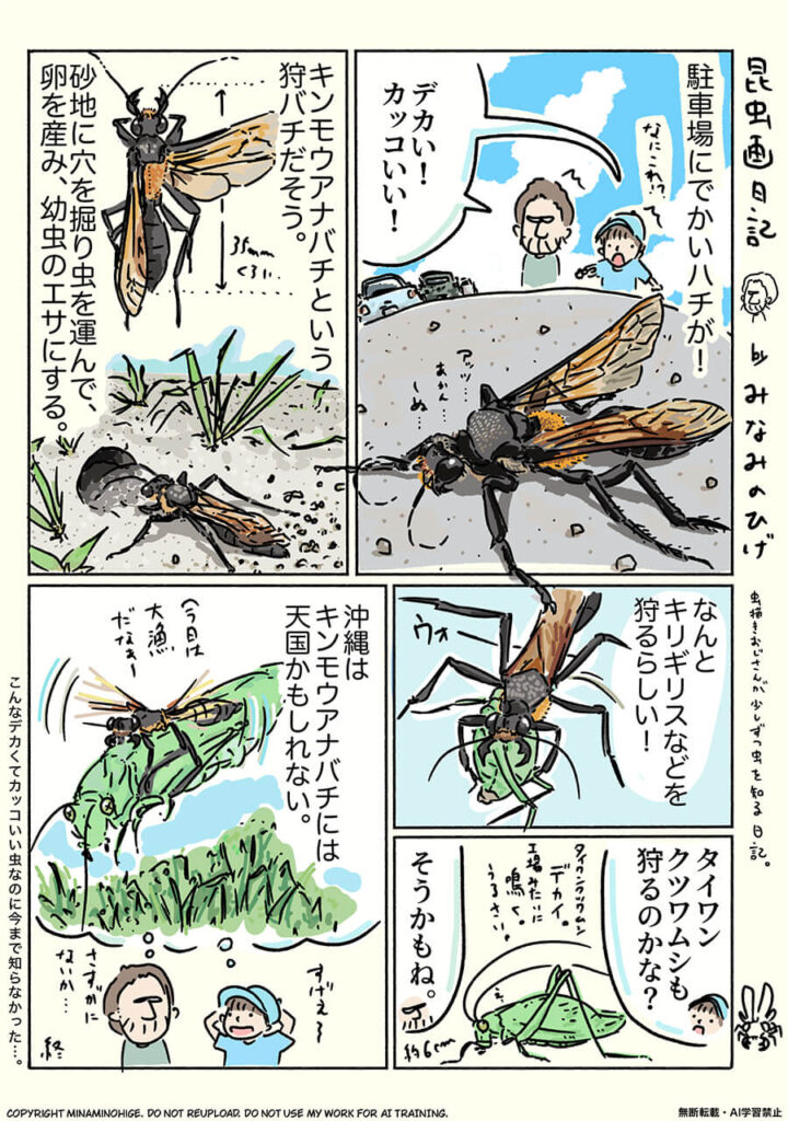 キンモウアナバチ昆虫画日記