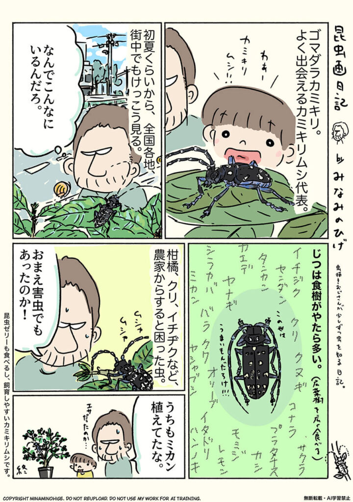 ゴマダラカミキリ昆虫画日記