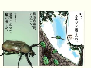 カナブンの昆虫画日記