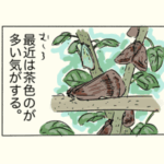 アオバハゴロモの昆虫画日記