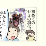 アブラゼミの羽化の昆虫画日記
