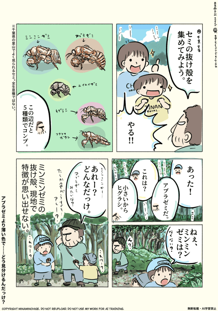 セミの抜け殻 昆虫画日記