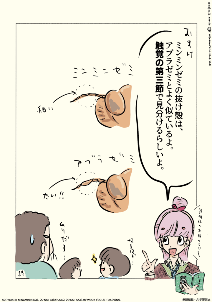 ミンミンゼミの抜け殻の見分けかた